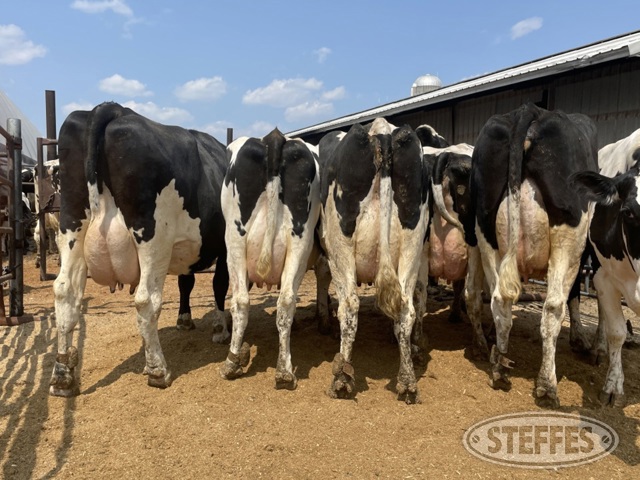 (35 Head) Holstein cows